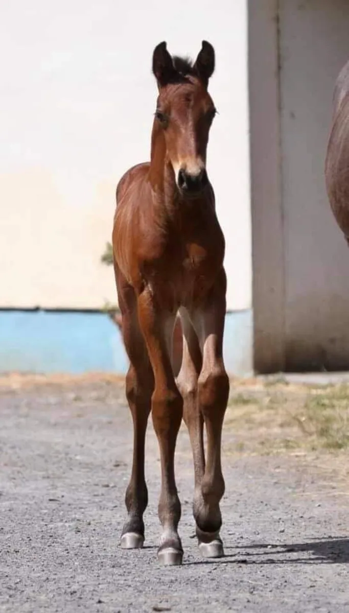 Exciting Brood Mare become available - Image 3