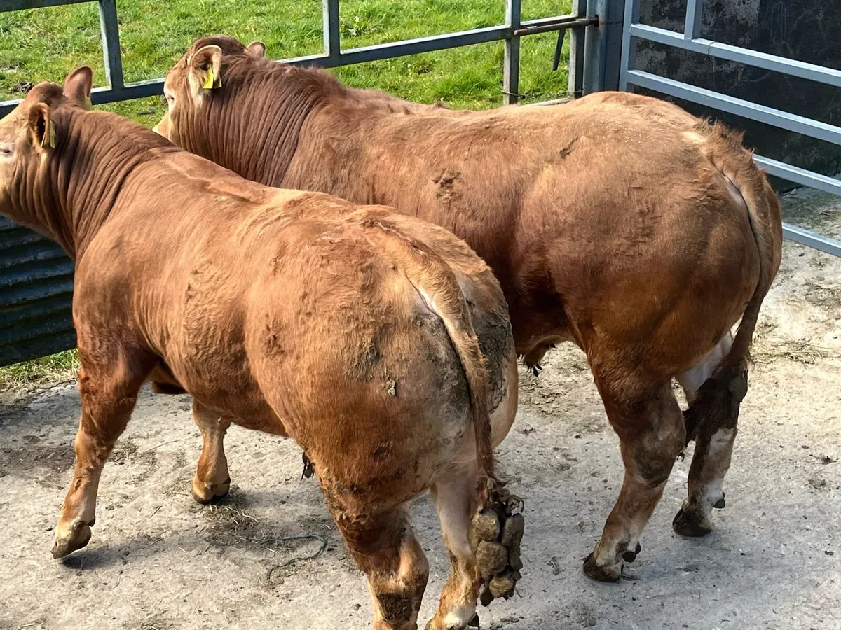 Limousin bulls - Image 1