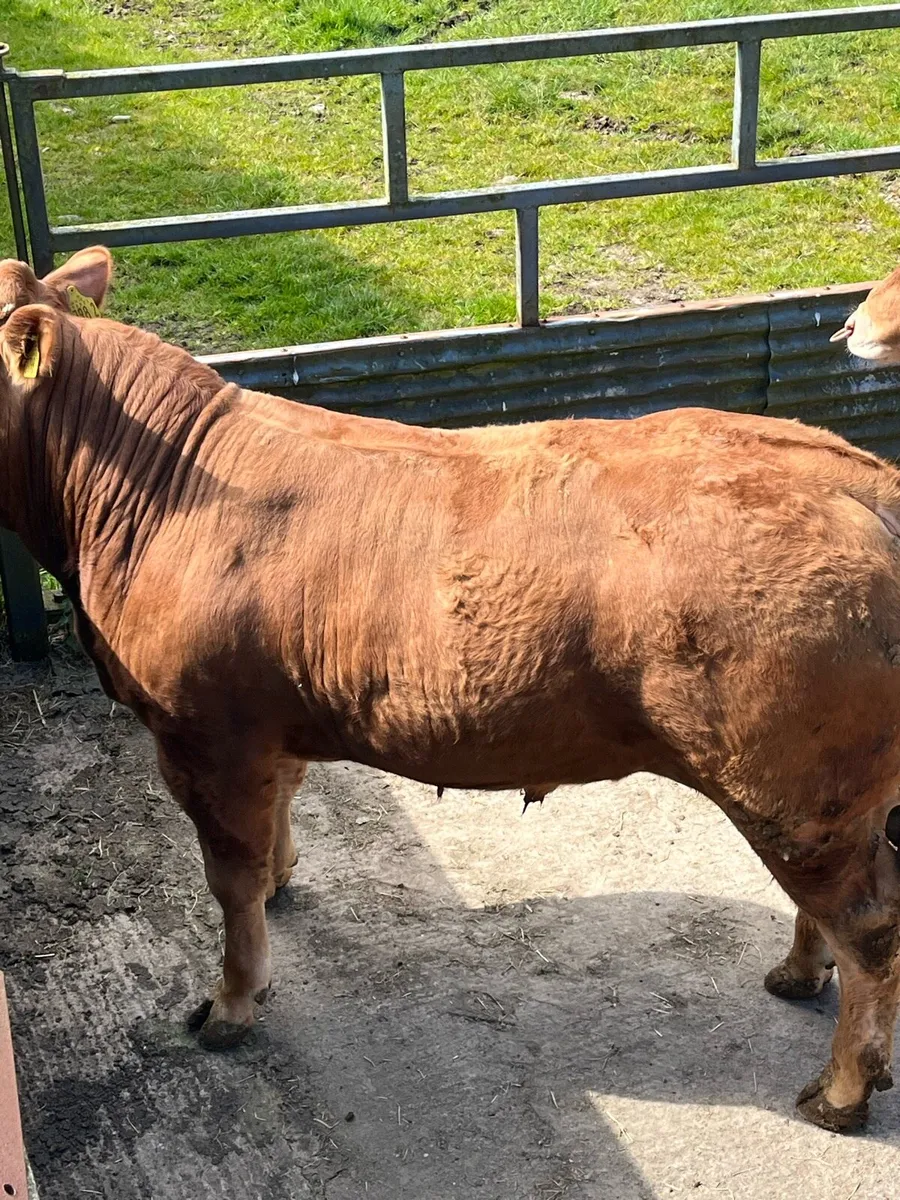 Limousin bulls - Image 2