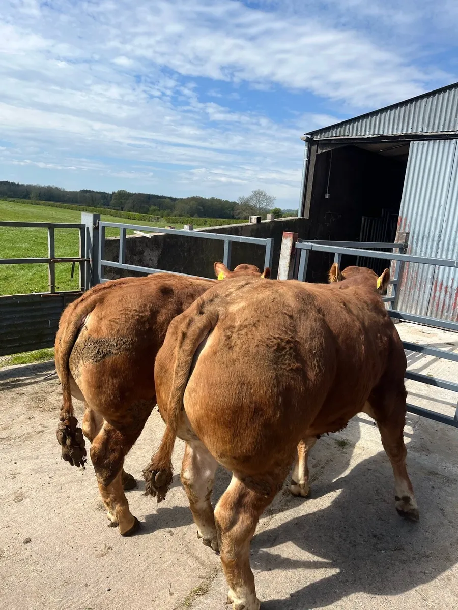 Limousin bulls - Image 4