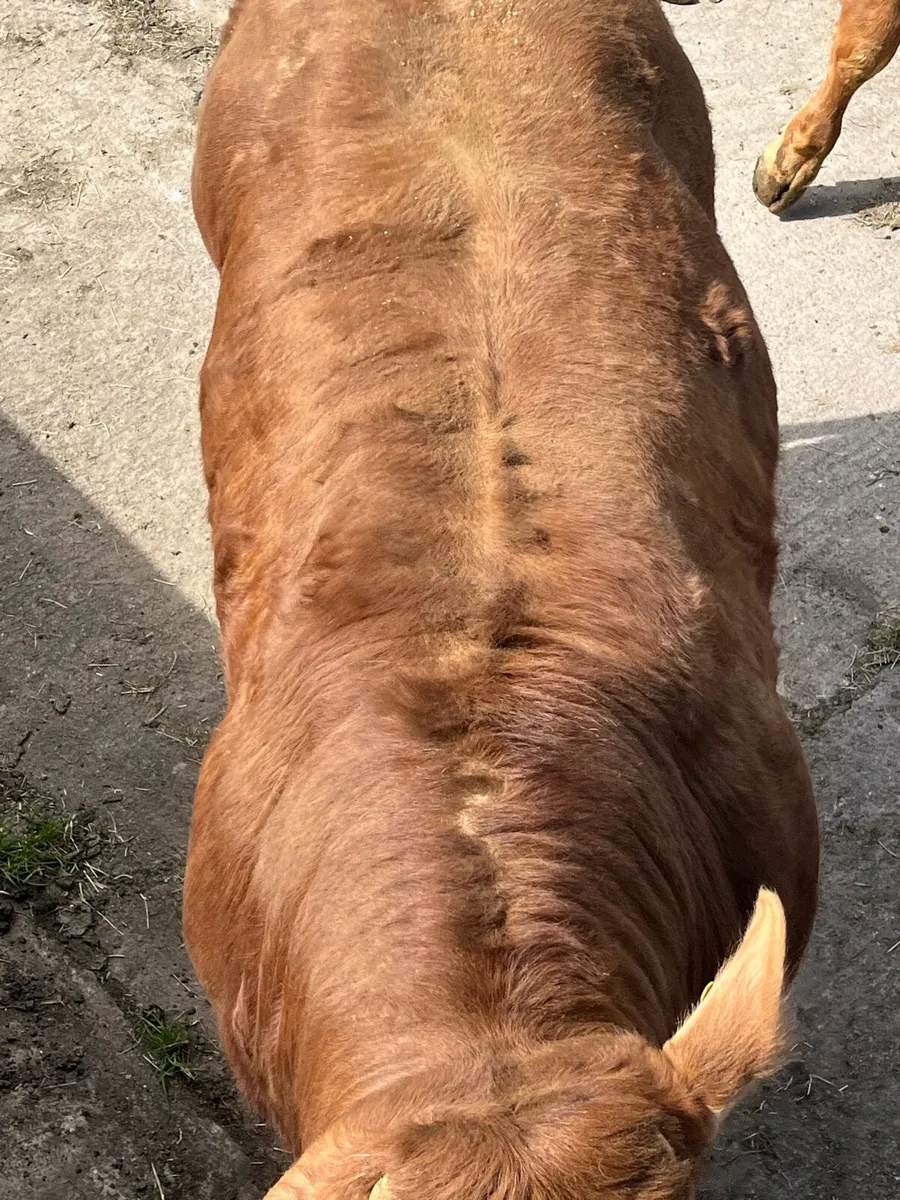 Limousin bulls - Image 3