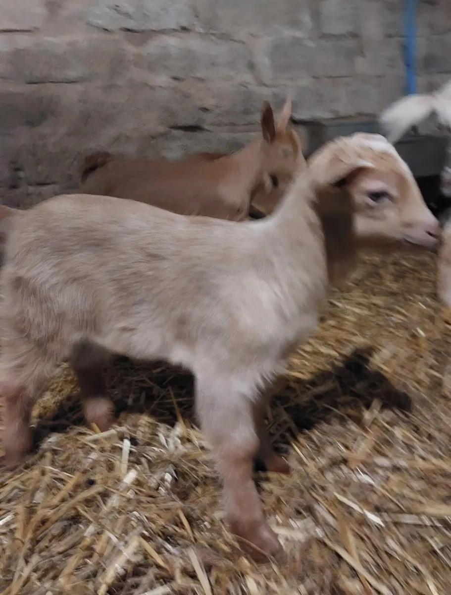 Castrated Golden Guernsey buck kids - Image 3