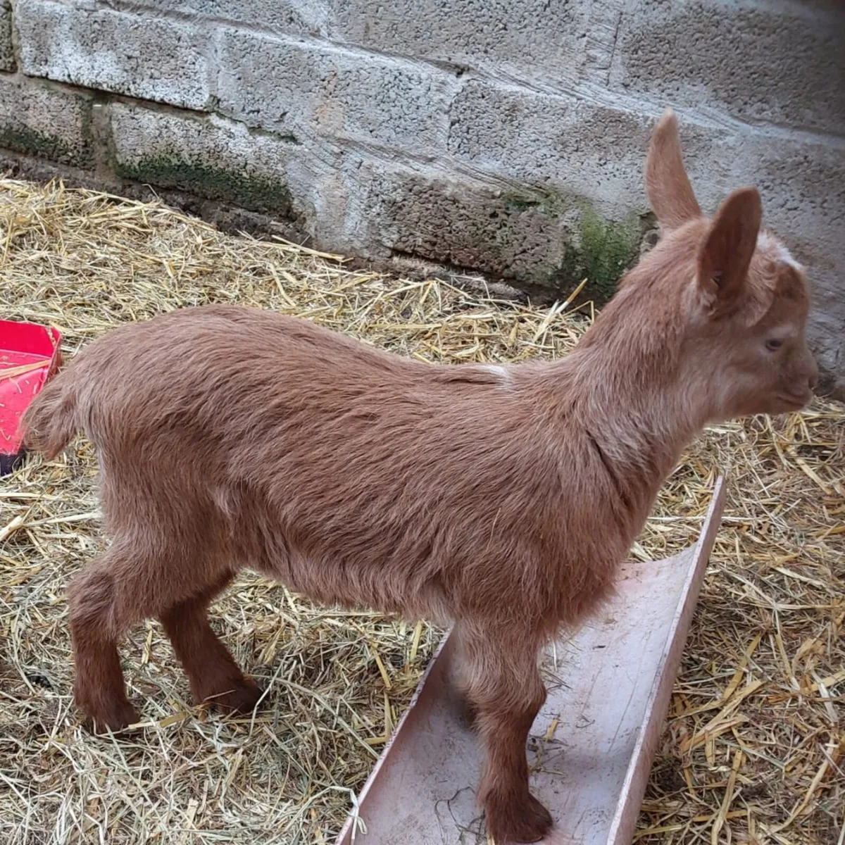 Castrated Golden Guernsey buck kids - Image 4