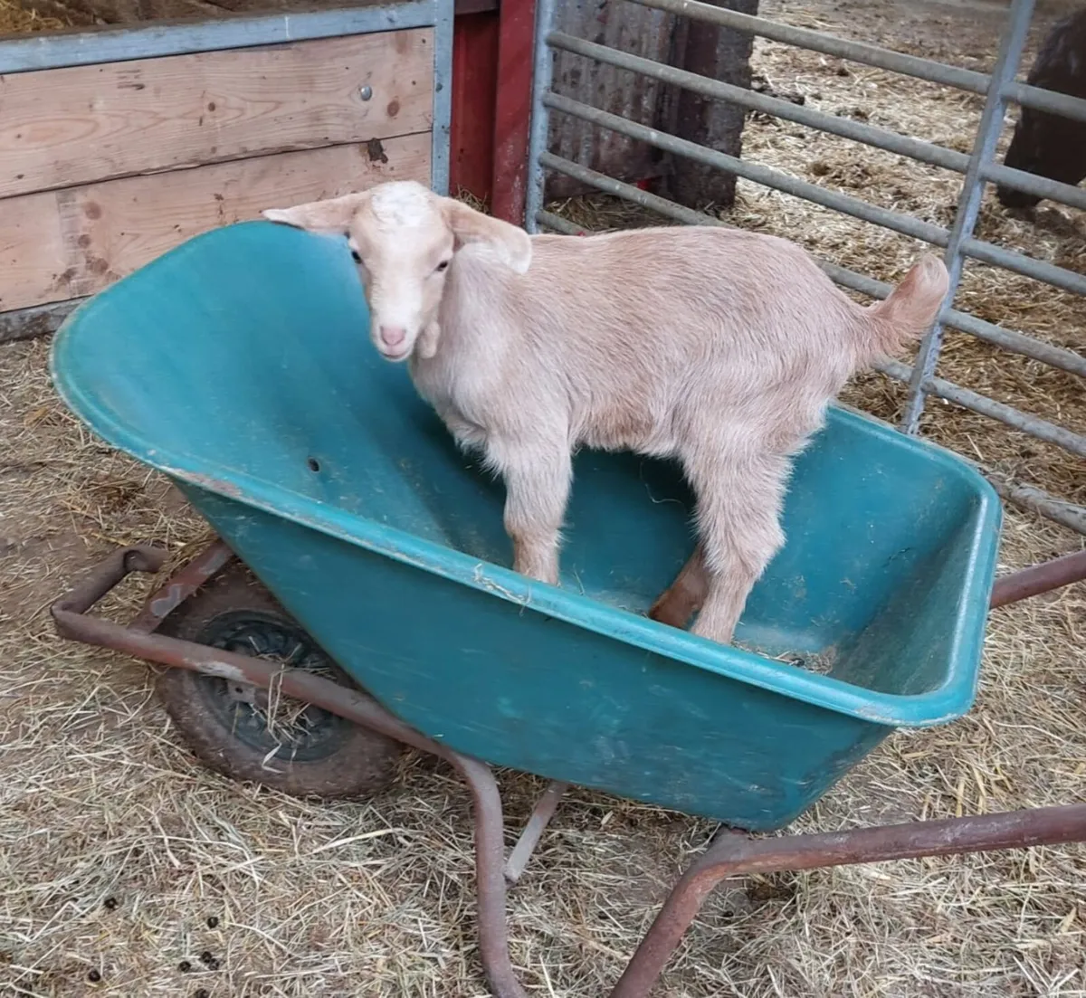 Castrated Golden Guernsey buck kids - Image 1