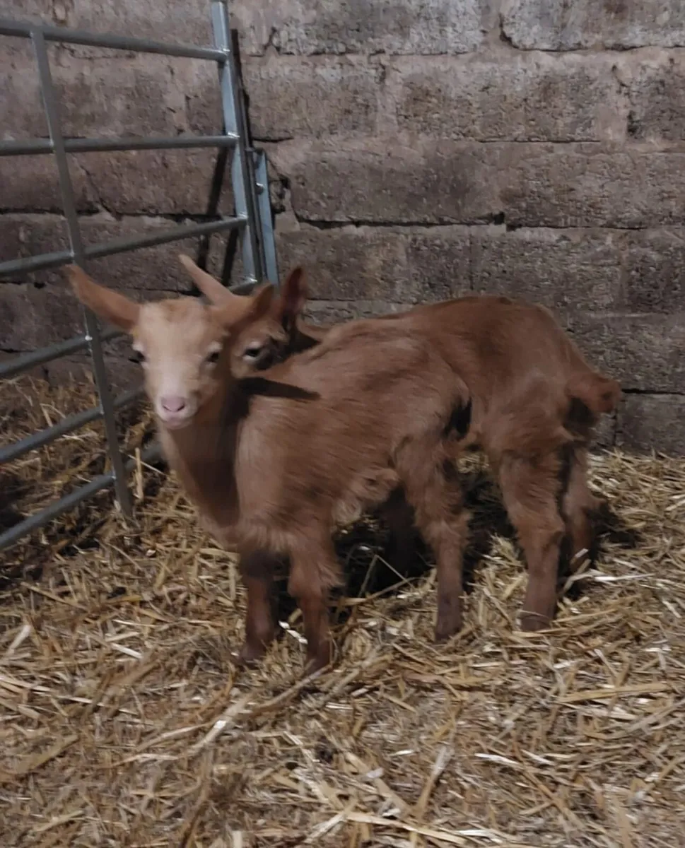 Castrated Golden Guernsey buck kids - Image 2