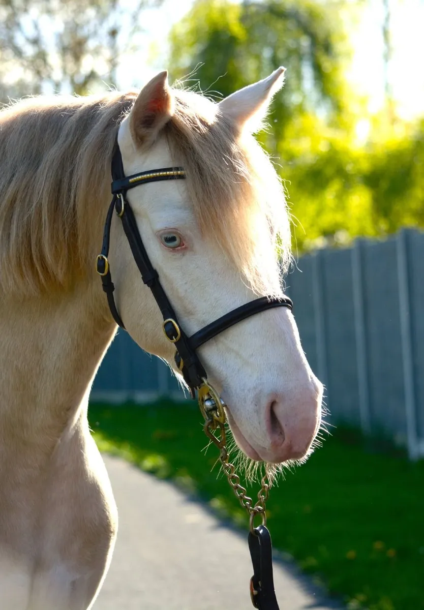 Connemara Stallion "Loughries Dare to be Different - Image 2