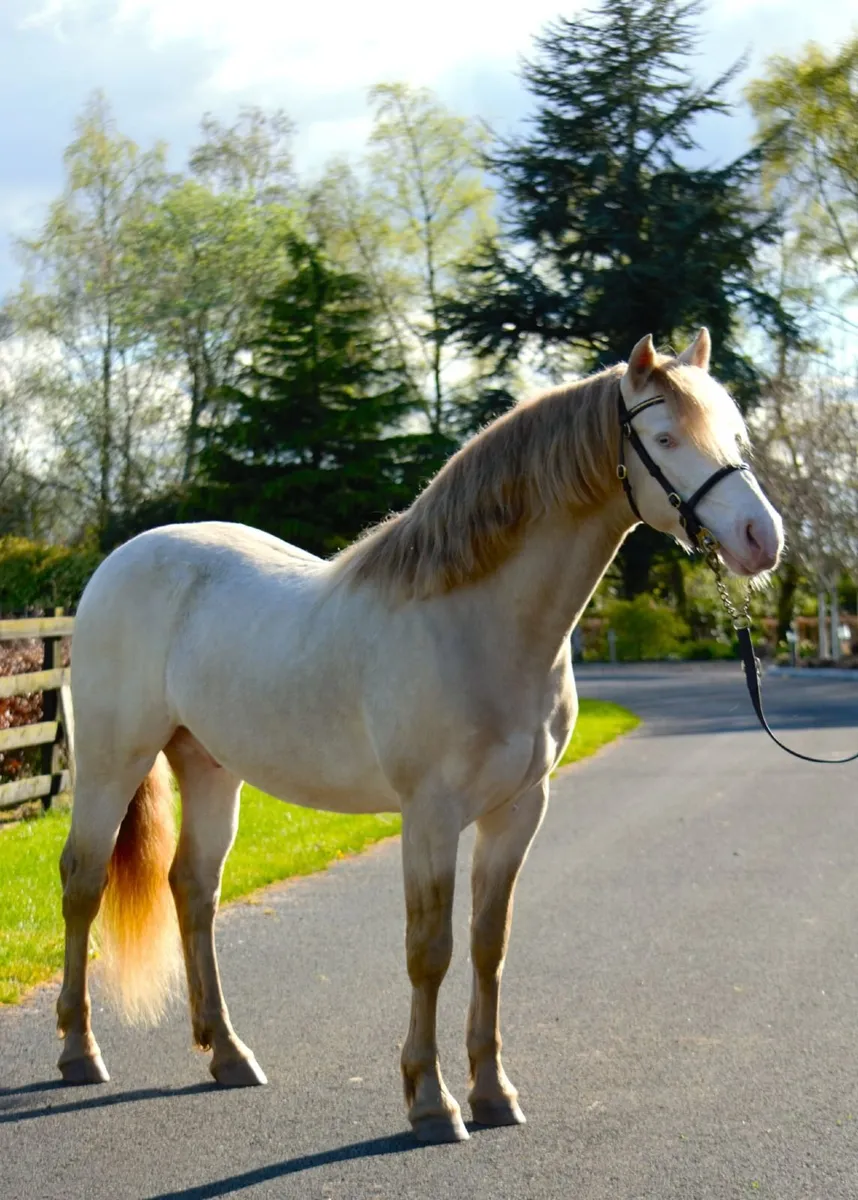 Connemara Stallion "Loughries Dare to be Different - Image 3