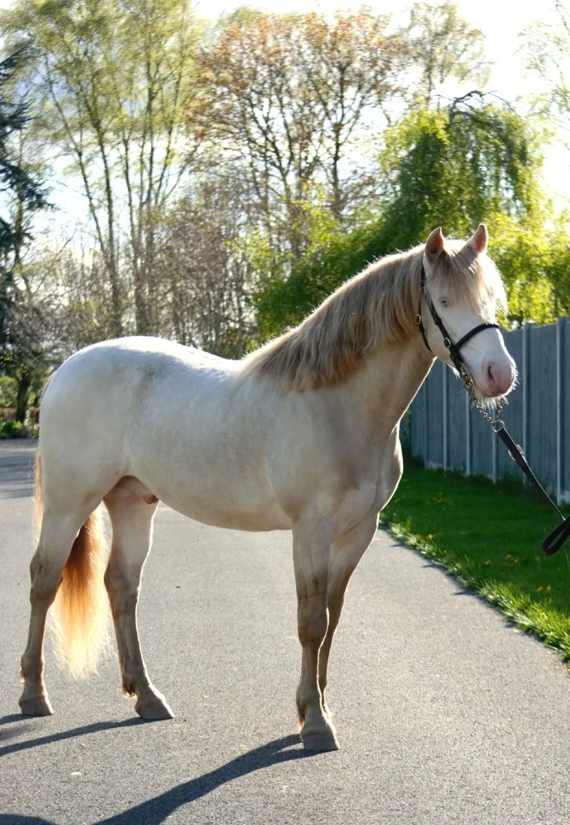 Connemara Stallion "Loughries Dare to be Different - Image 4