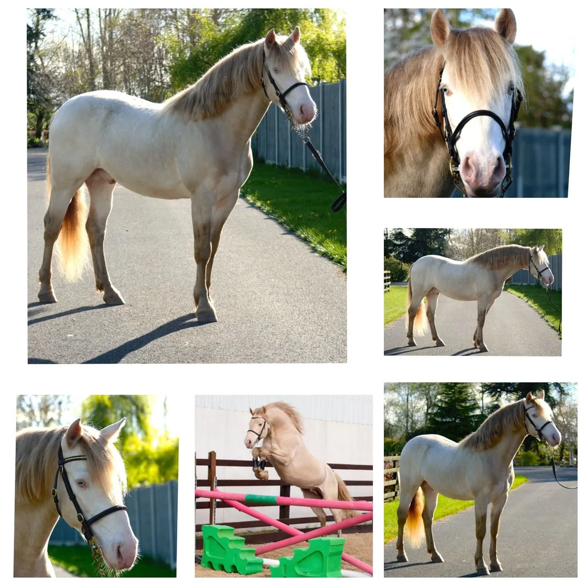 Connemara Stallion "Loughries Dare to be Different - Image 1