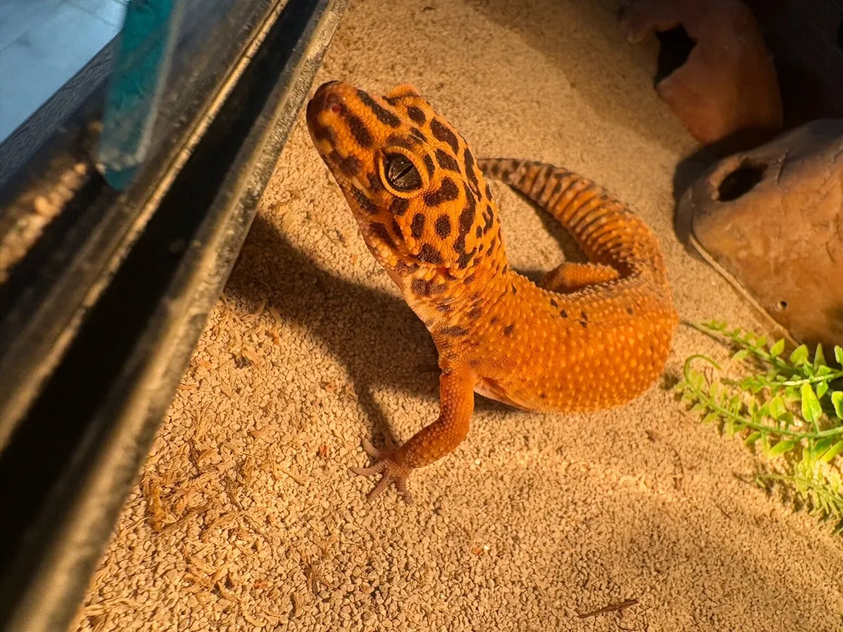 Leopard Gecko - Image 2