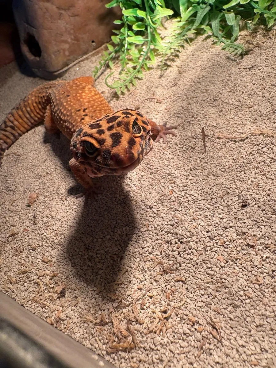 Leopard Gecko - Image 1
