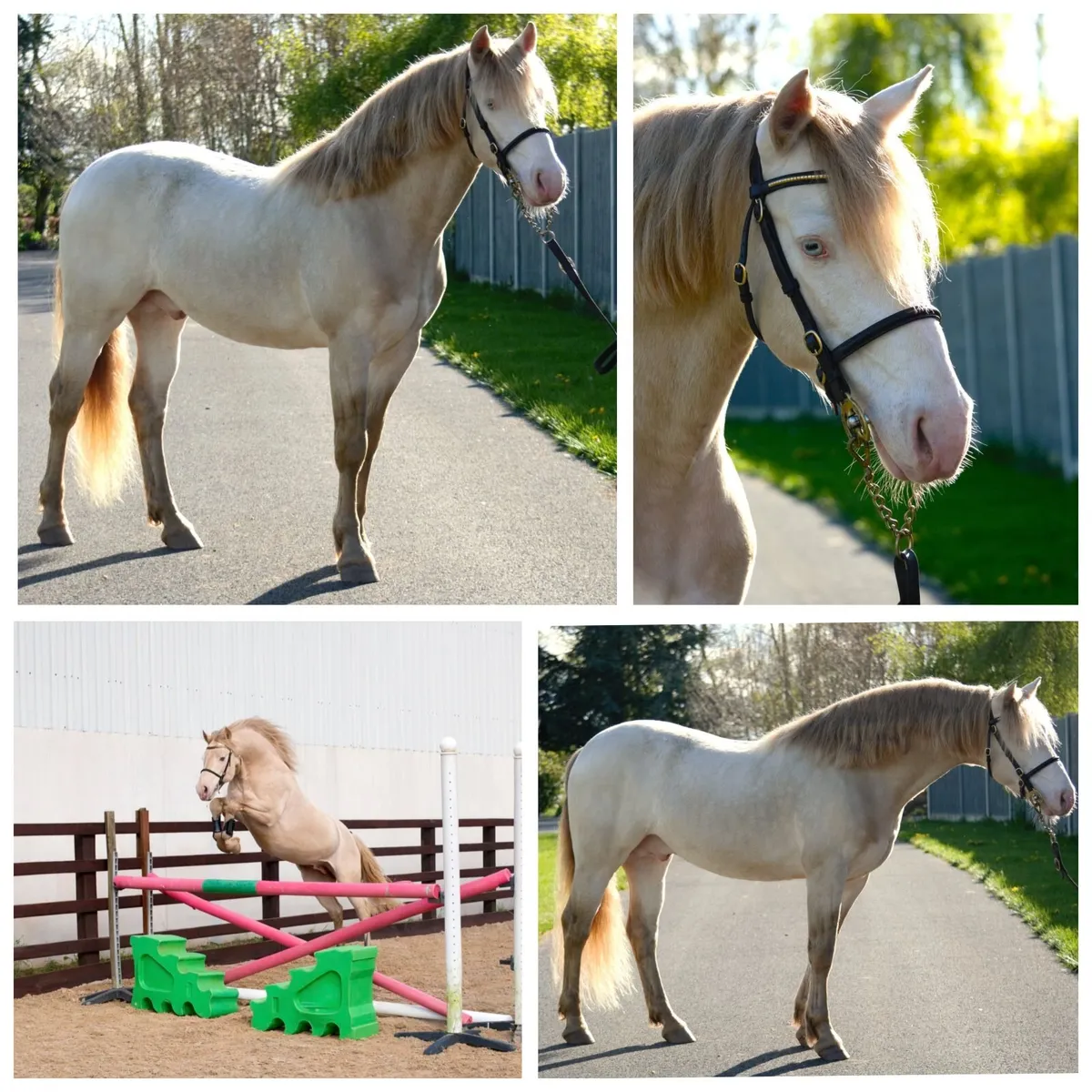 Connemara Stallion "Loughries Dare to be Different - Image 2