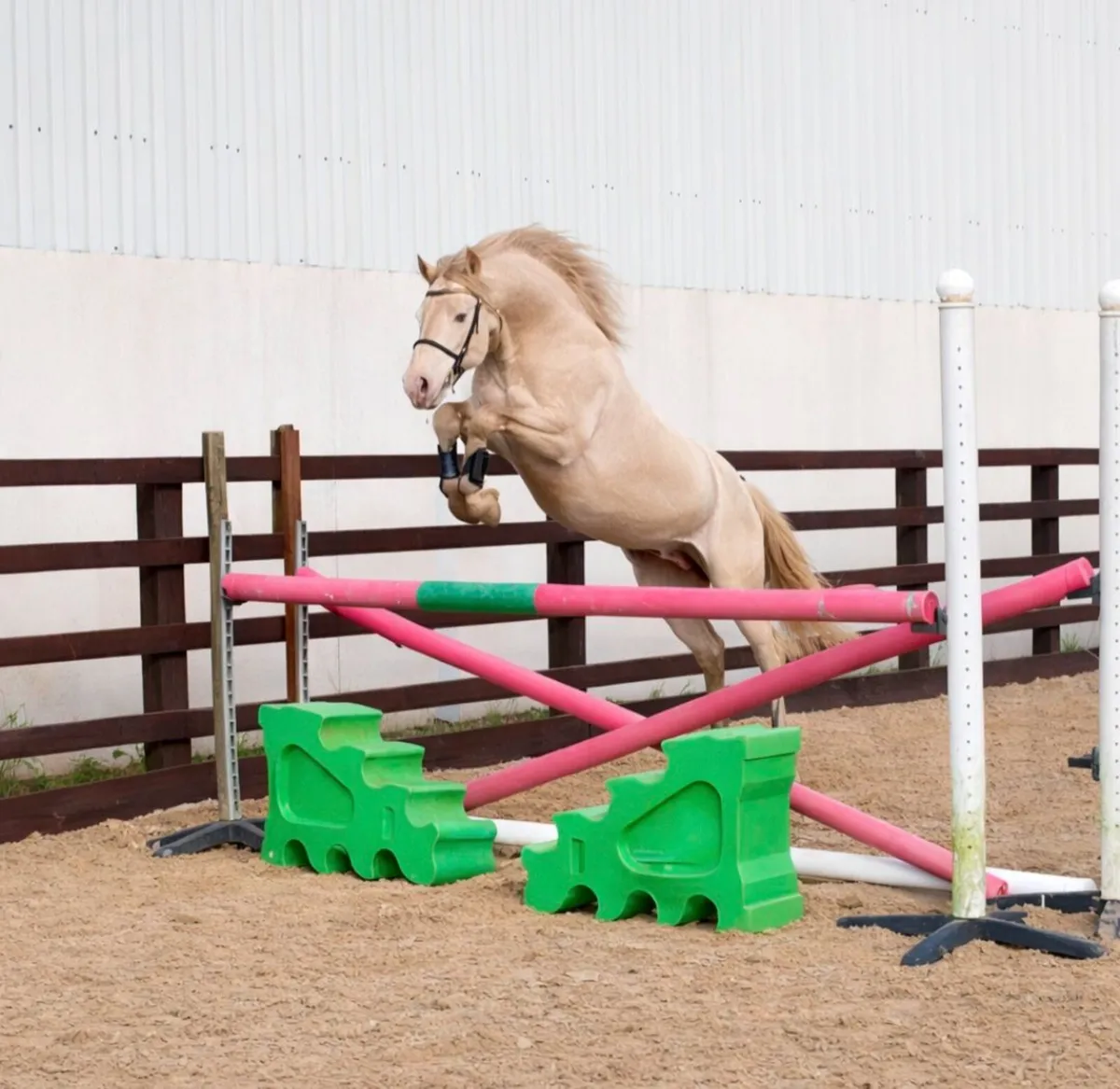 Connemara Stallion "Loughries Dare to be Different - Image 3