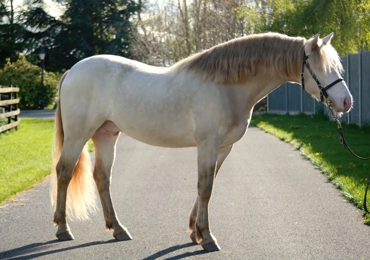Connemara Stallion "Loughries Dare to be Different - Image 4