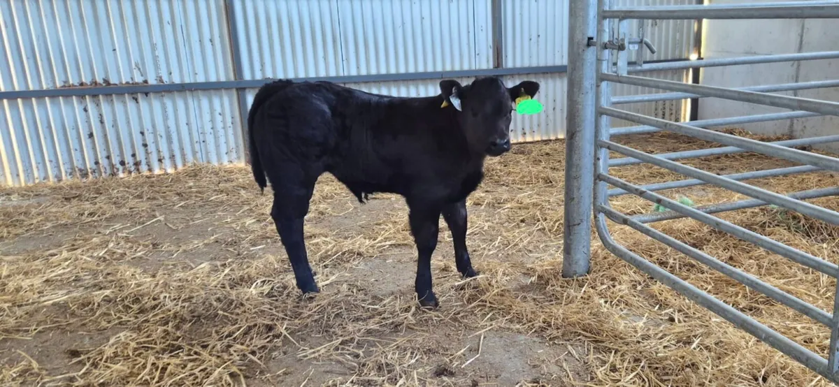 E grade bull calf