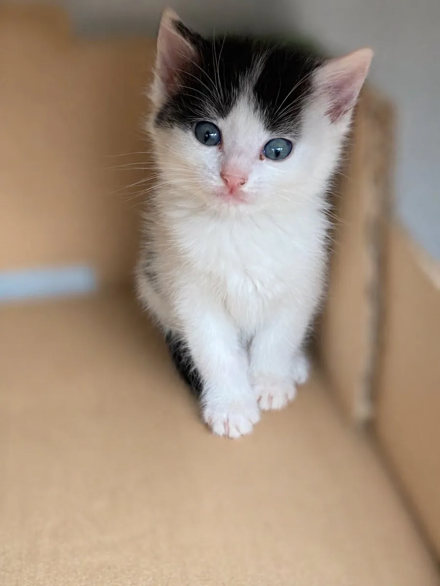 5 kittens - Image 4