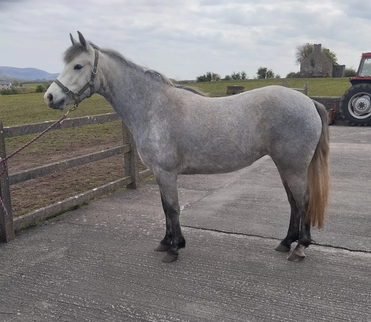 3 yr old Connemara Filly