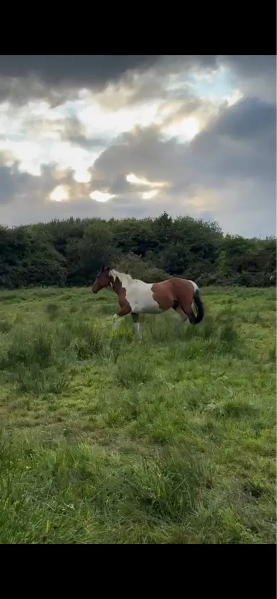 Coloured mare - Image 3