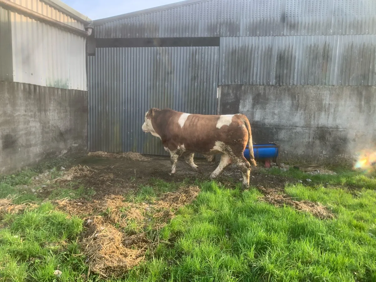 Simmental bull - Image 2