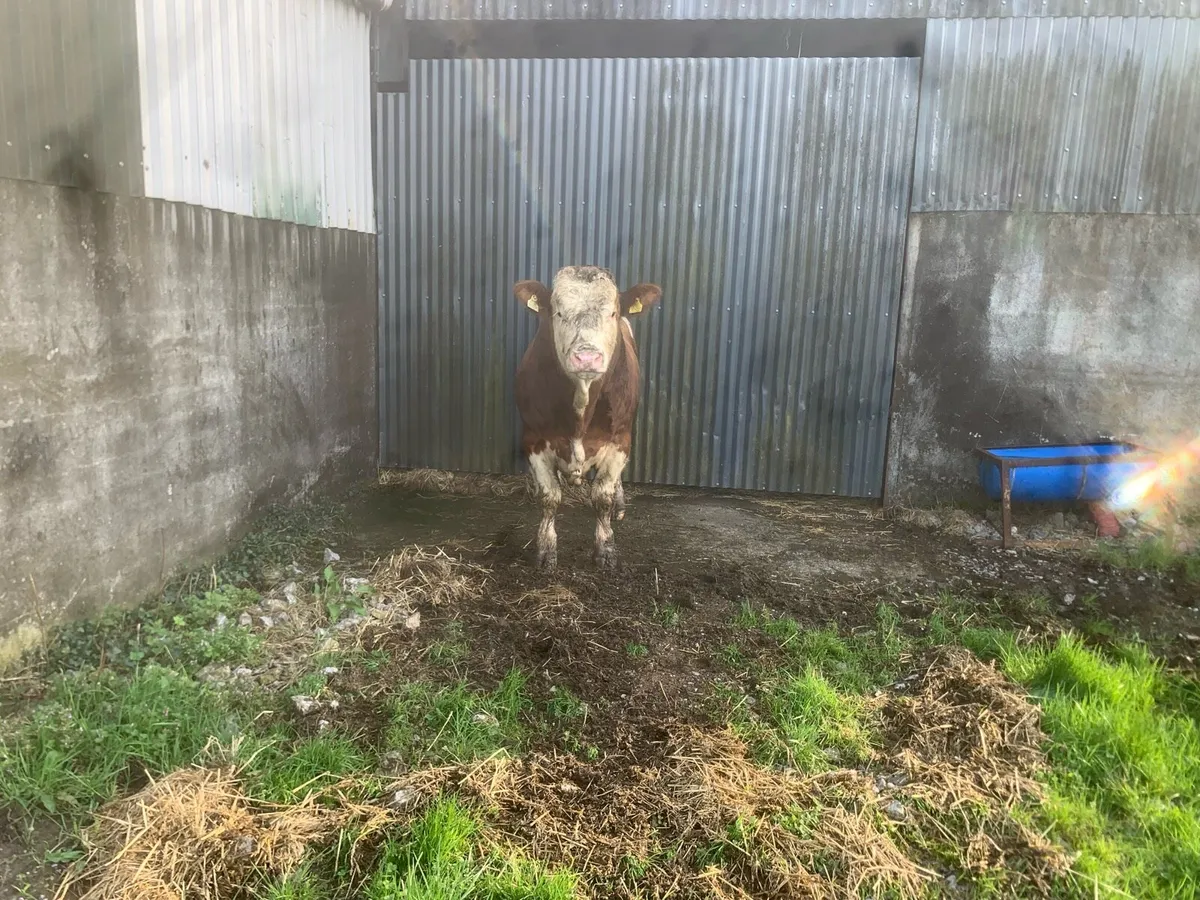 Simmental bull - Image 3