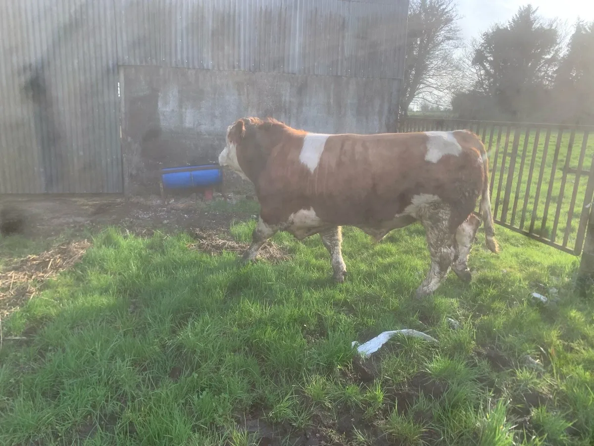 Simmental bull - Image 1