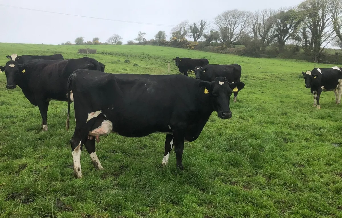 High Scc cows to feed calves + 1 empty dry cow - Image 1