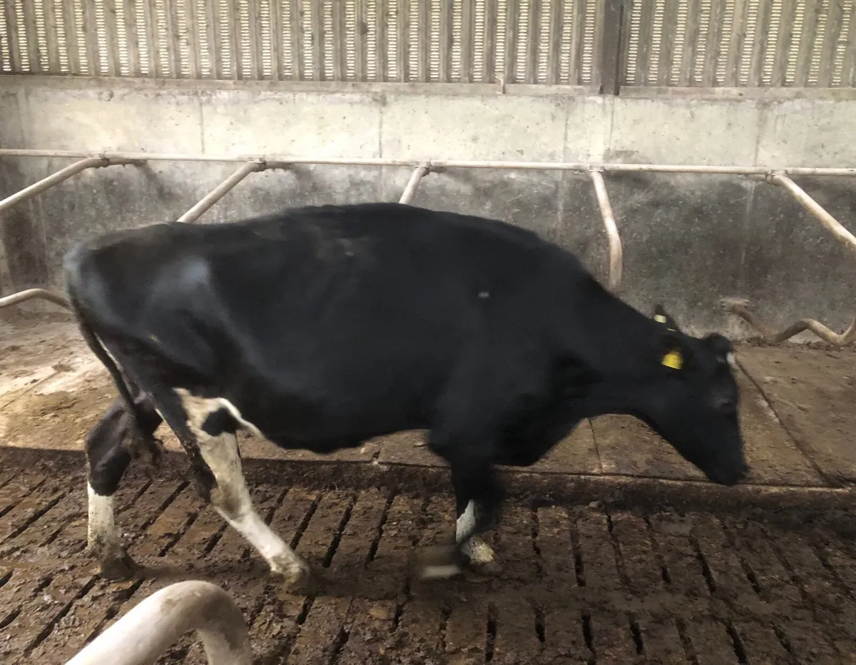 High Scc cows to feed calves + 1 empty dry cow - Image 2