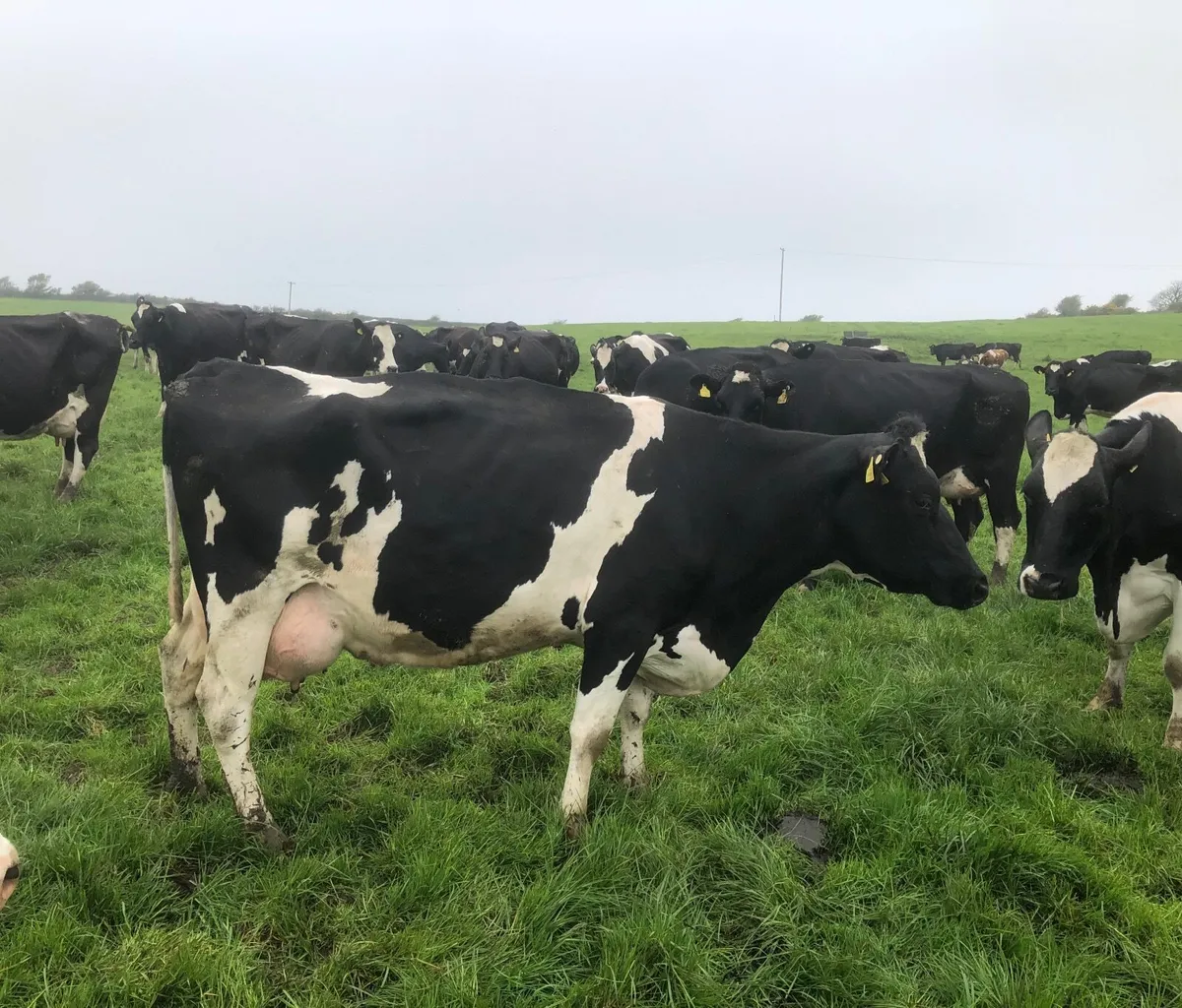 High Scc cows to feed calves + 1 empty dry cow - Image 3