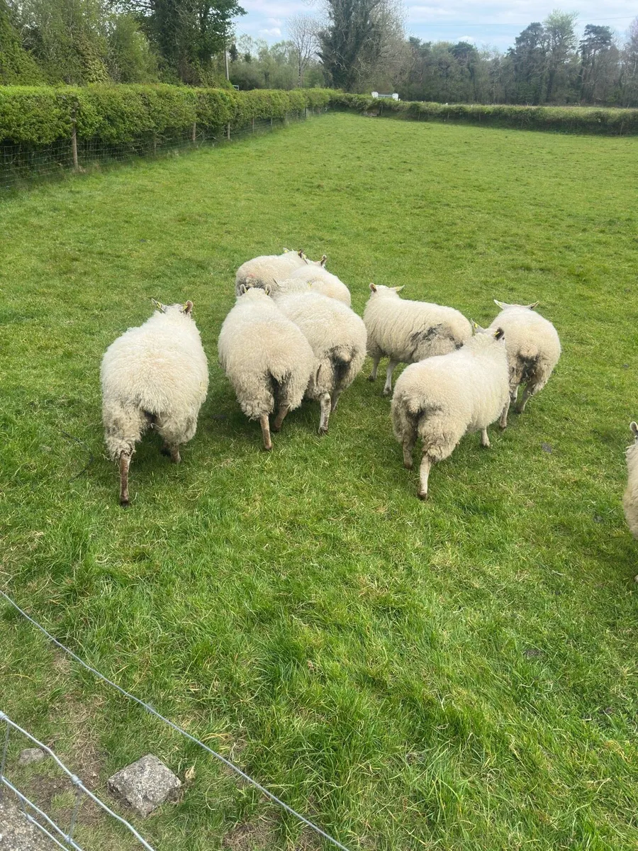 10x Breeding Hoggets - Image 2