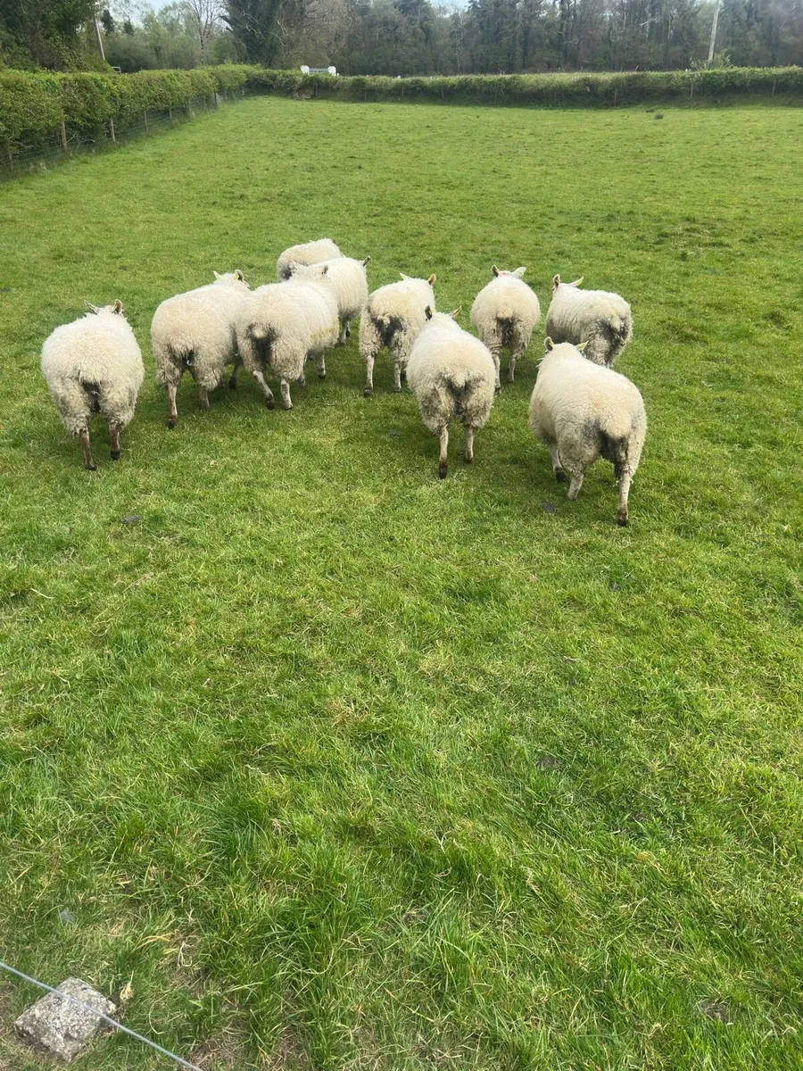 10x Breeding Hoggets - Image 3