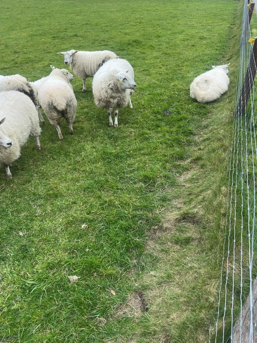 10x Breeding Hoggets - Image 4