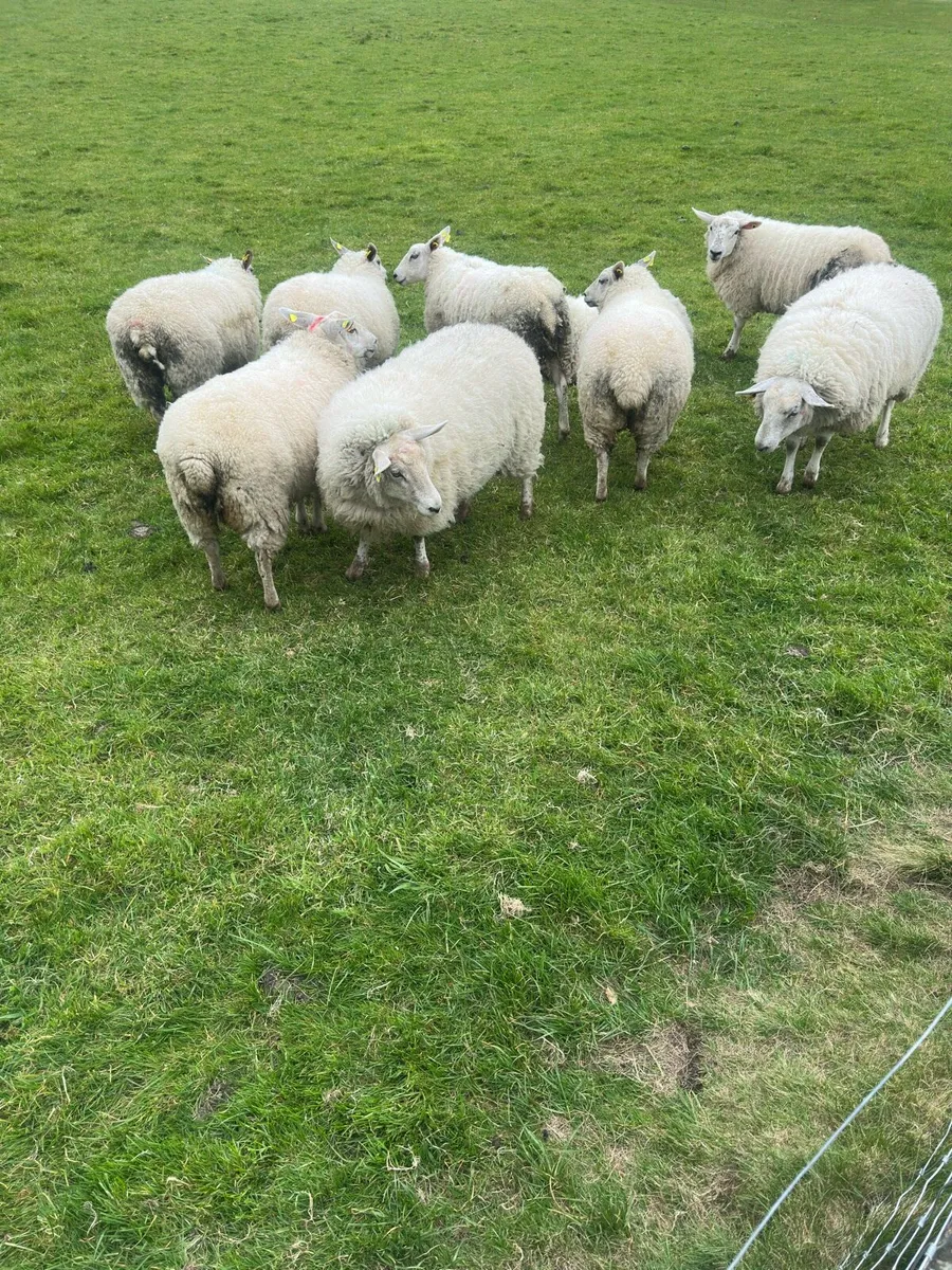 10x Breeding Hoggets - Image 1