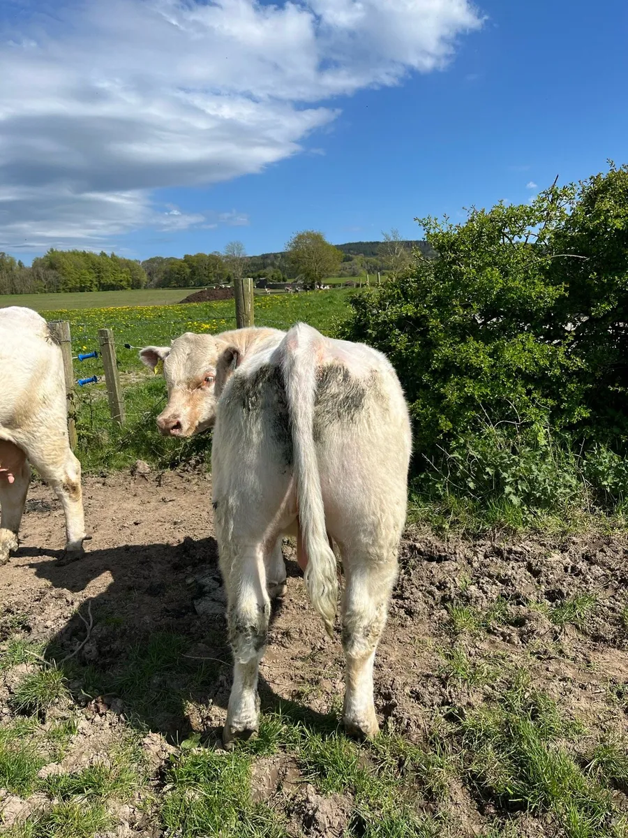 Shorthorn bull - Image 1