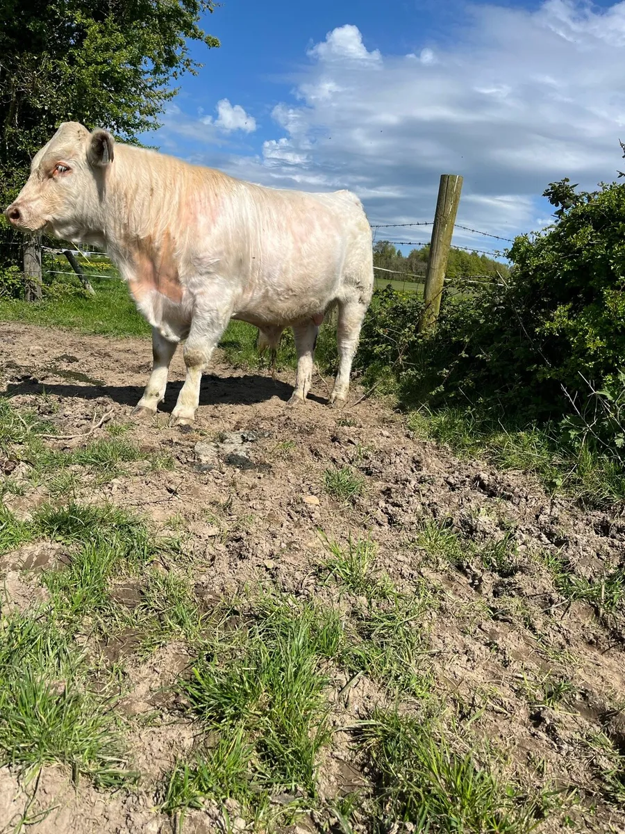 Shorthorn bull - Image 2