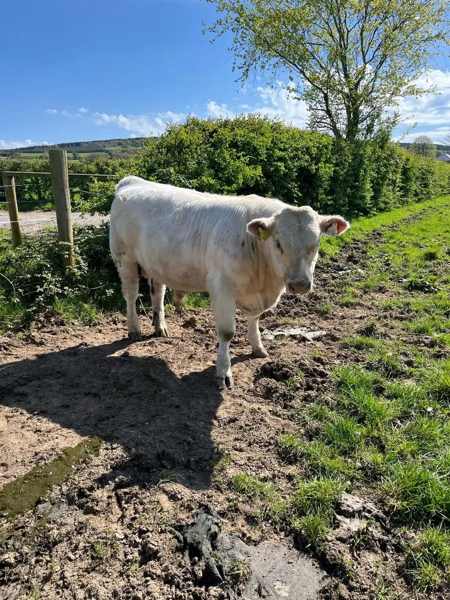 Shorthorn bull - Image 3