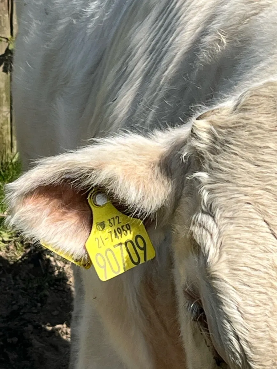Shorthorn bull - Image 4