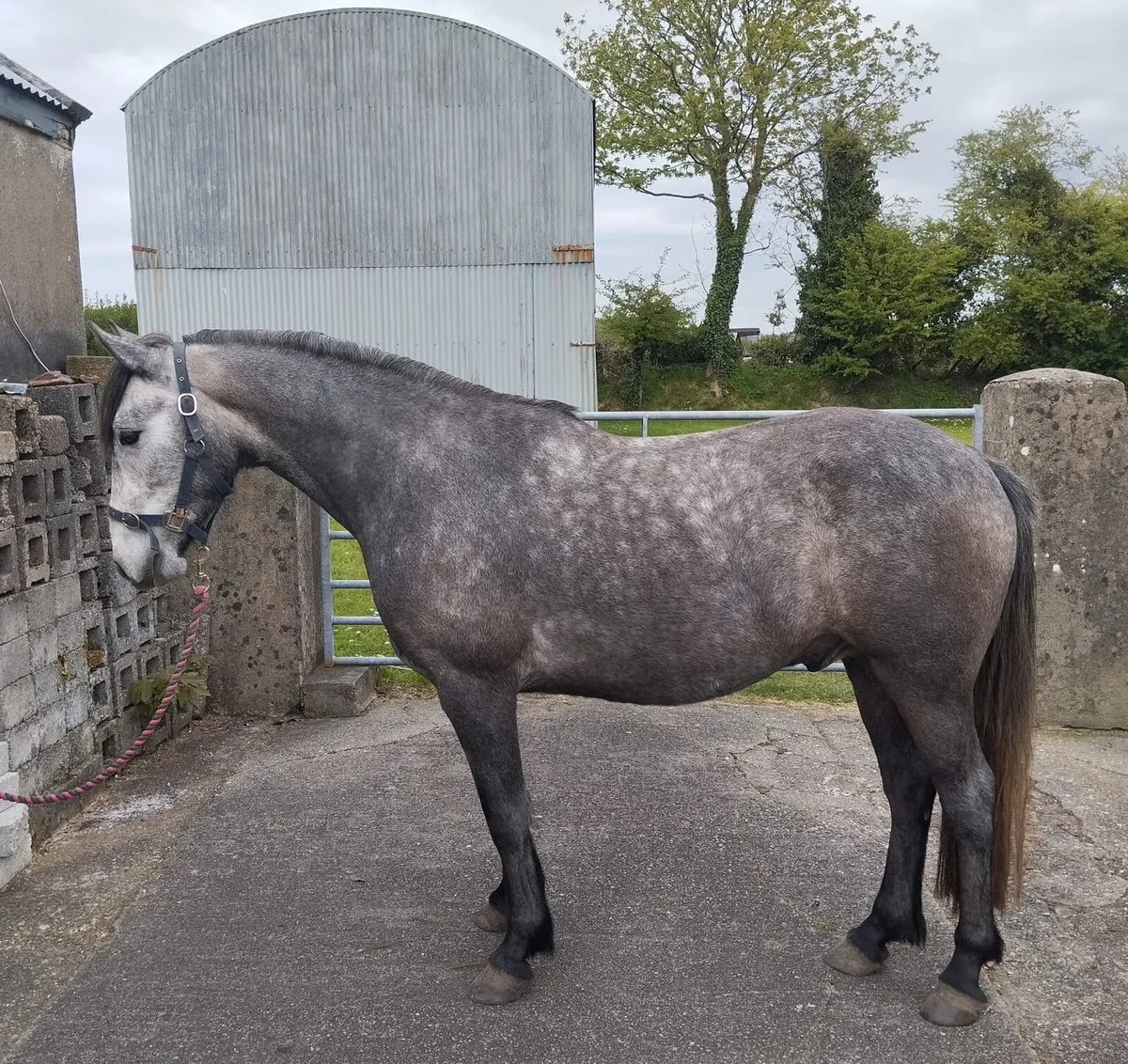 3 yr old Connemara Gelding - Image 2