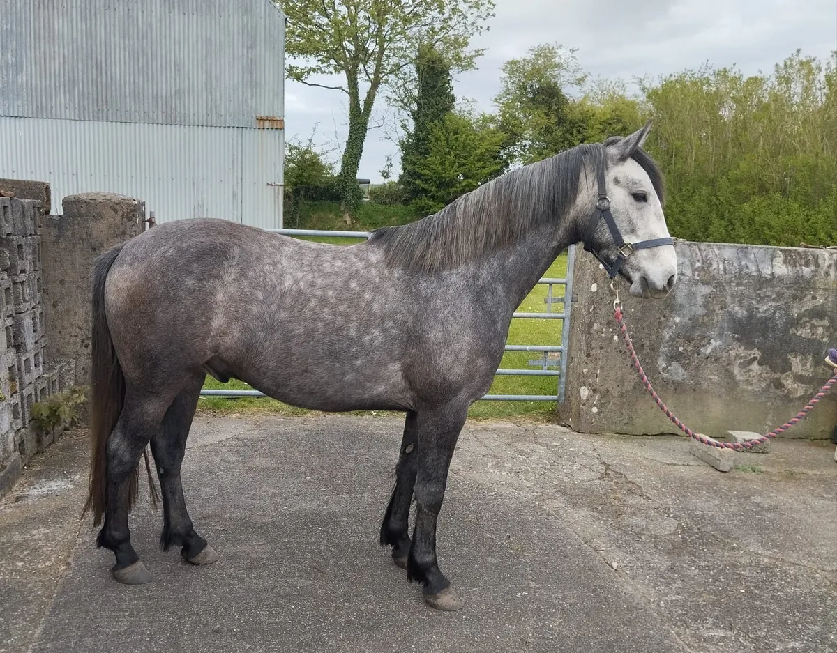 3 yr old Connemara Gelding - Image 1