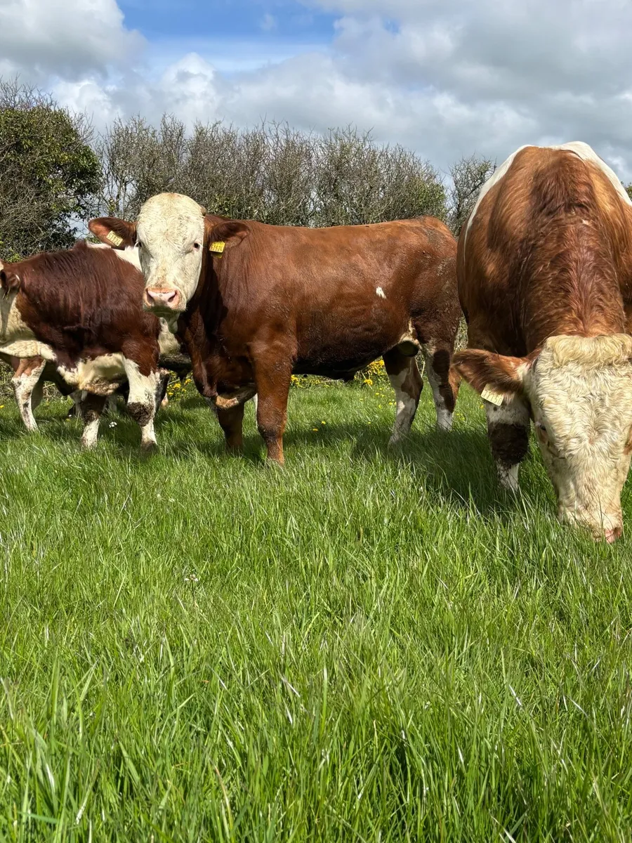 Fleckvieh Bulls for sale - Image 1