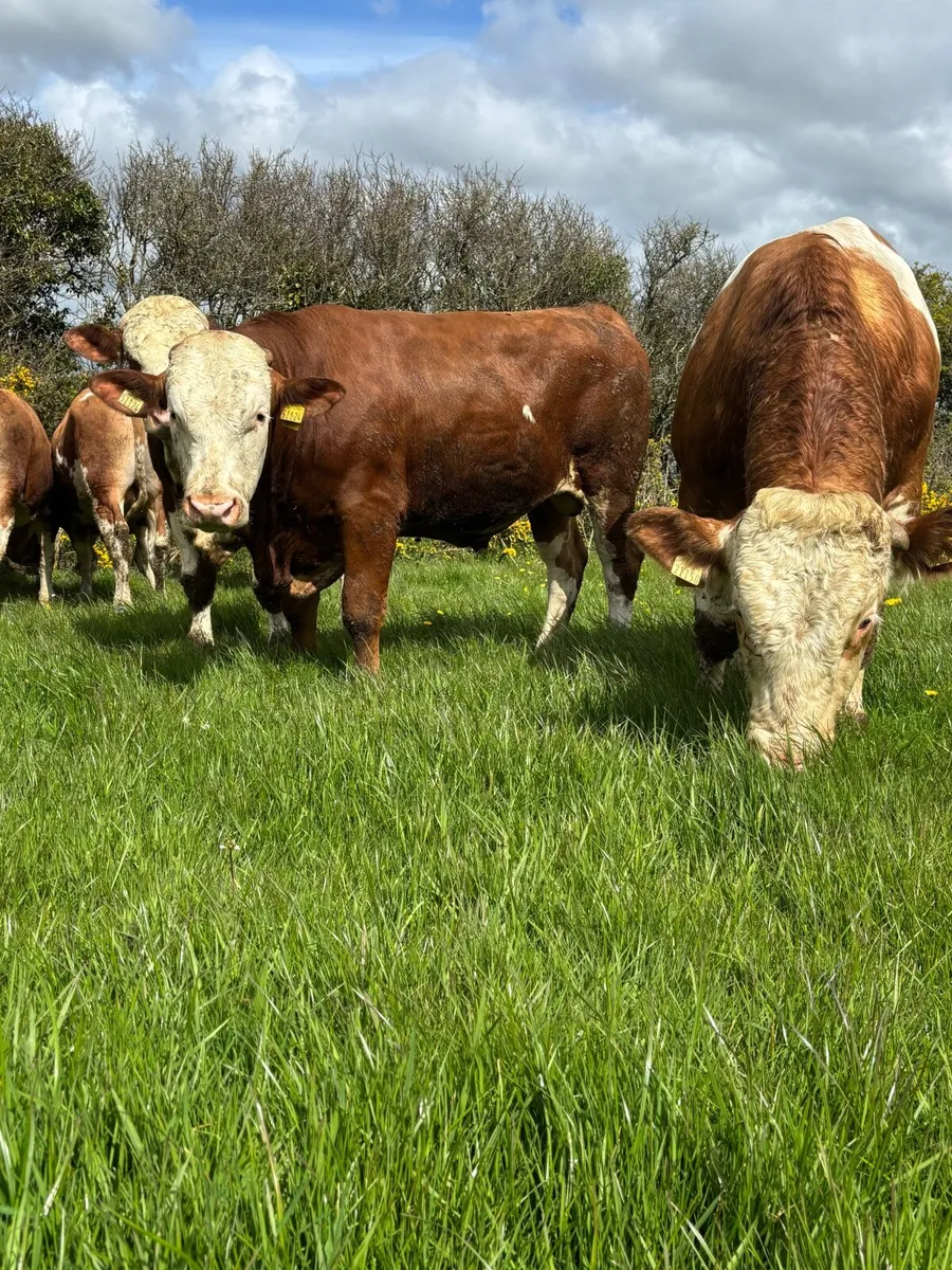Fleckvieh Bulls for sale - Image 2