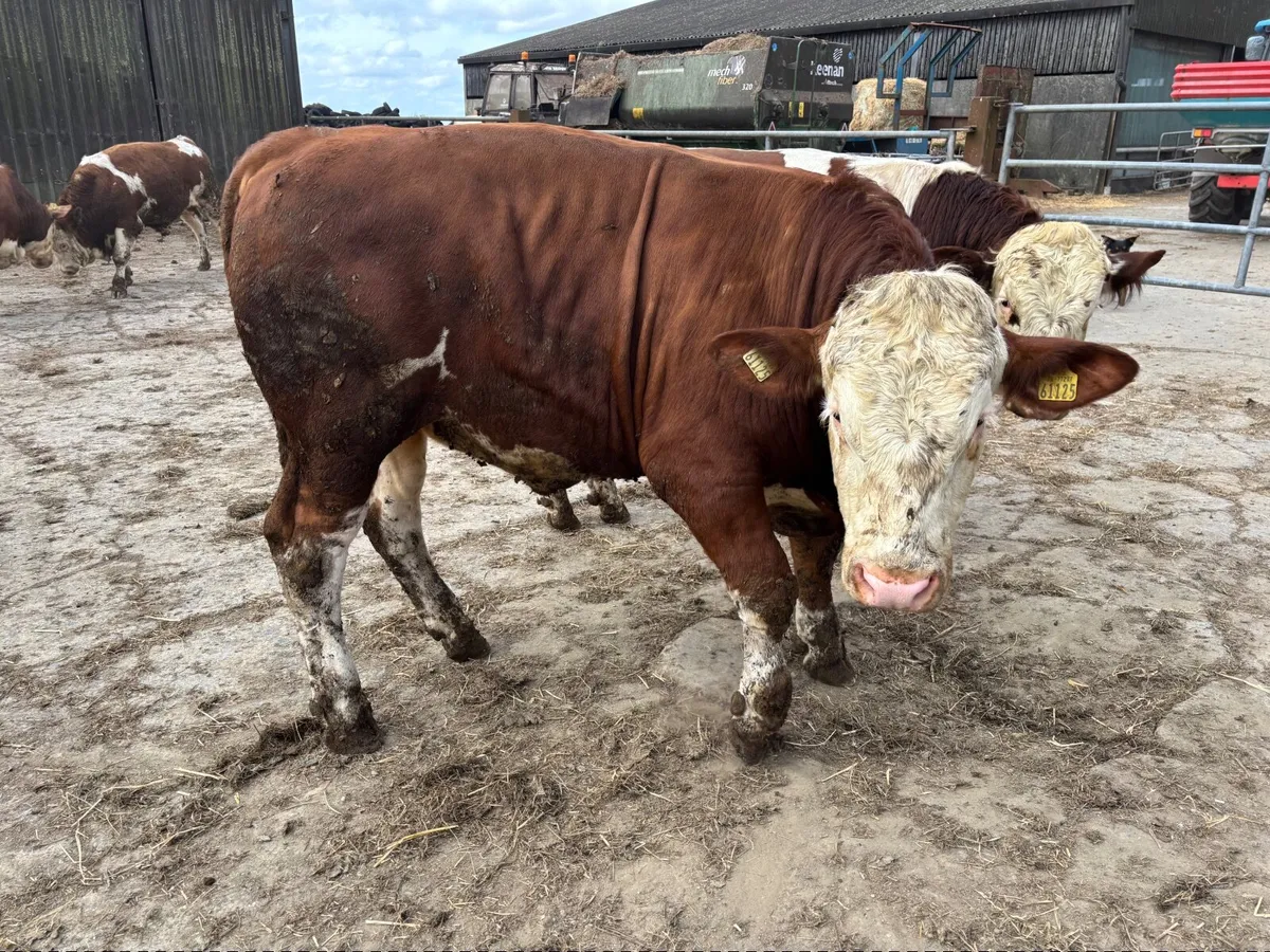 Fleckvieh Bulls for sale - Image 4