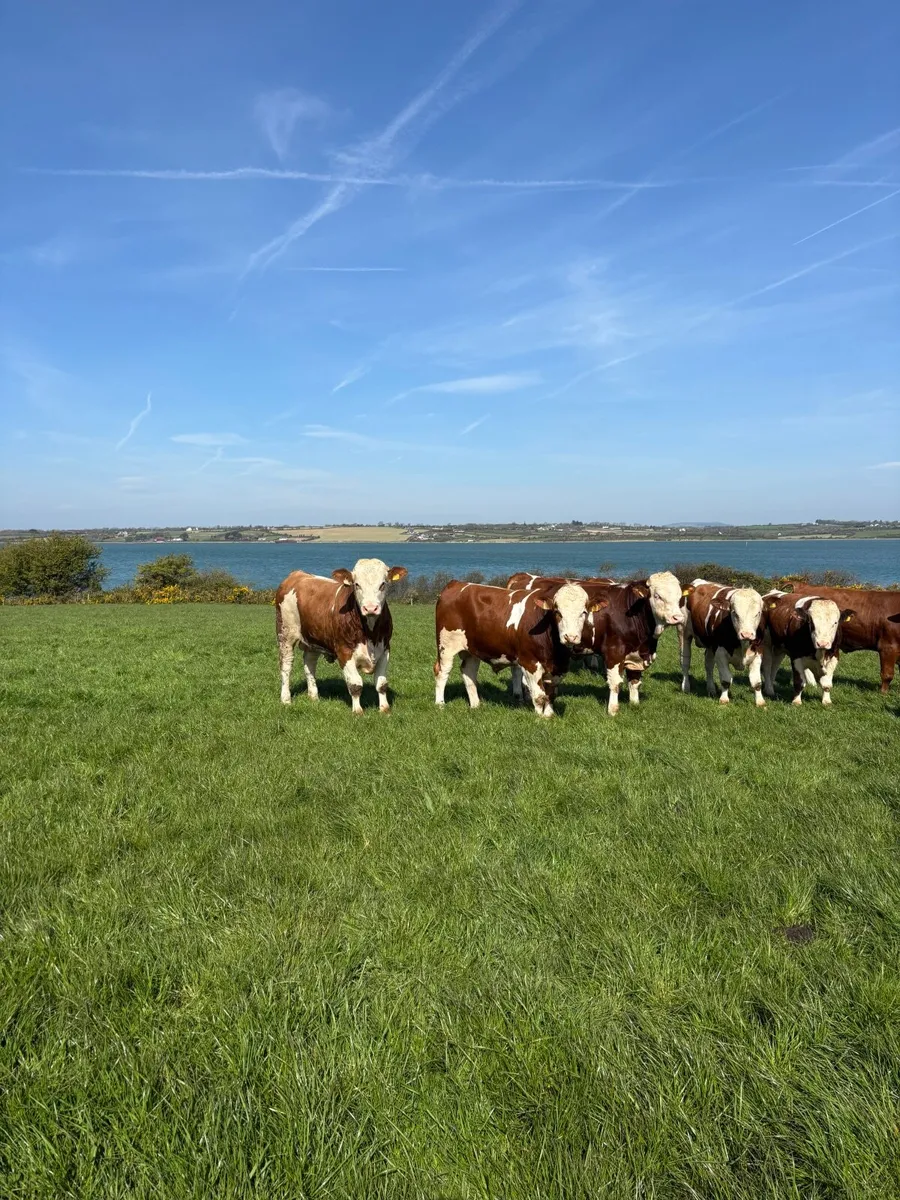 Fleckvieh Bulls for sale - Image 3