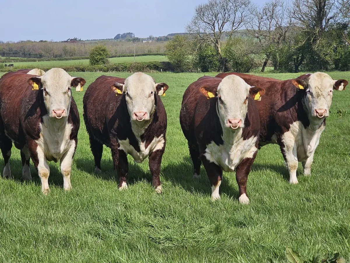 Hereford Bulls - Image 2