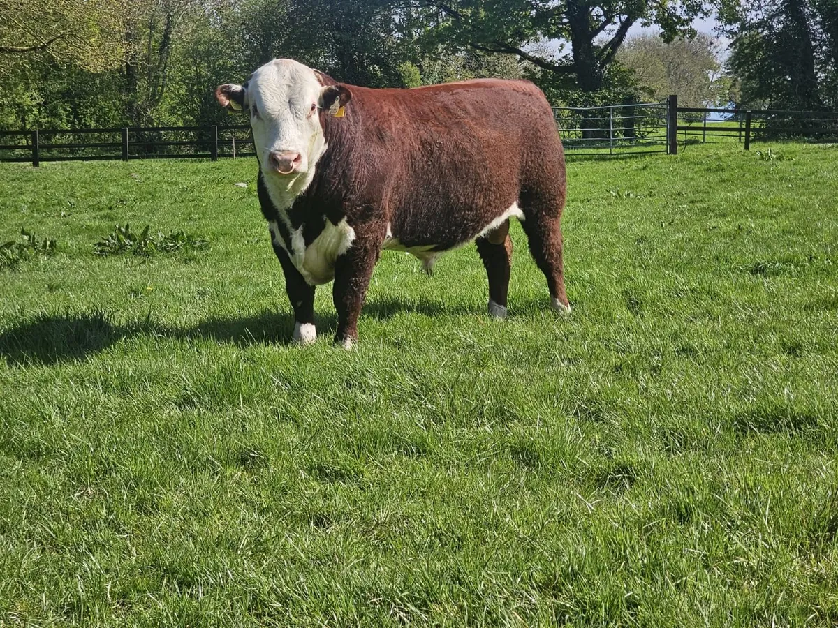 Hereford Bulls - Image 3
