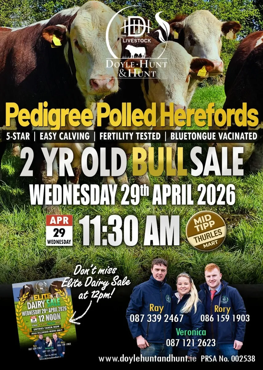 Hereford Bulls - Image 1