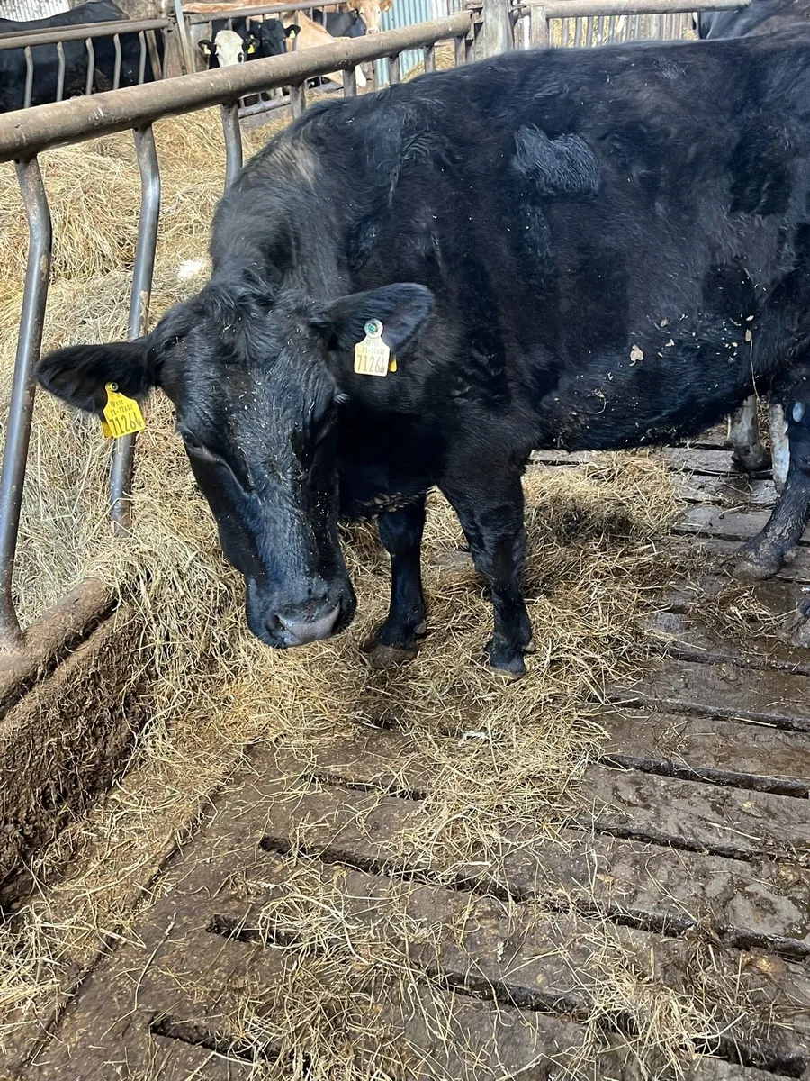 In calf AA heifer - Image 1