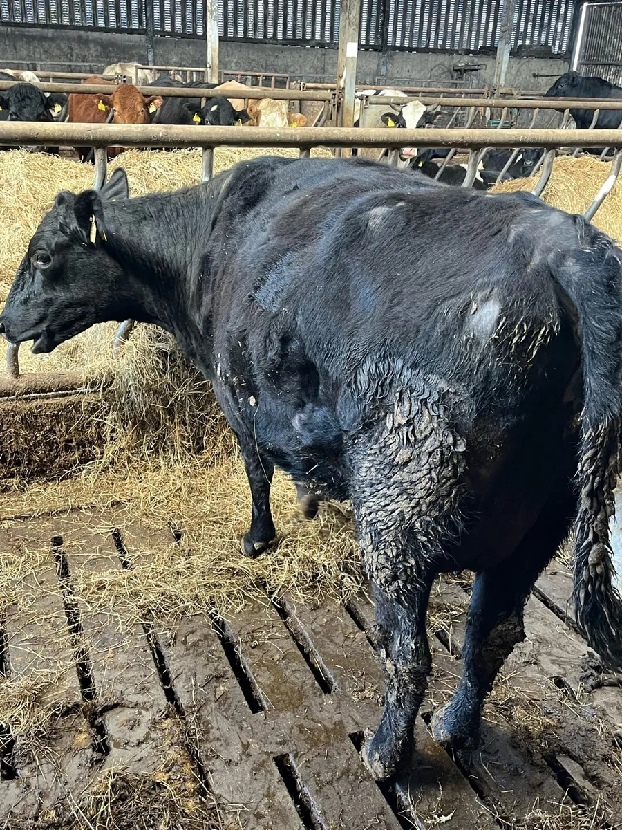 In calf AA heifer - Image 2