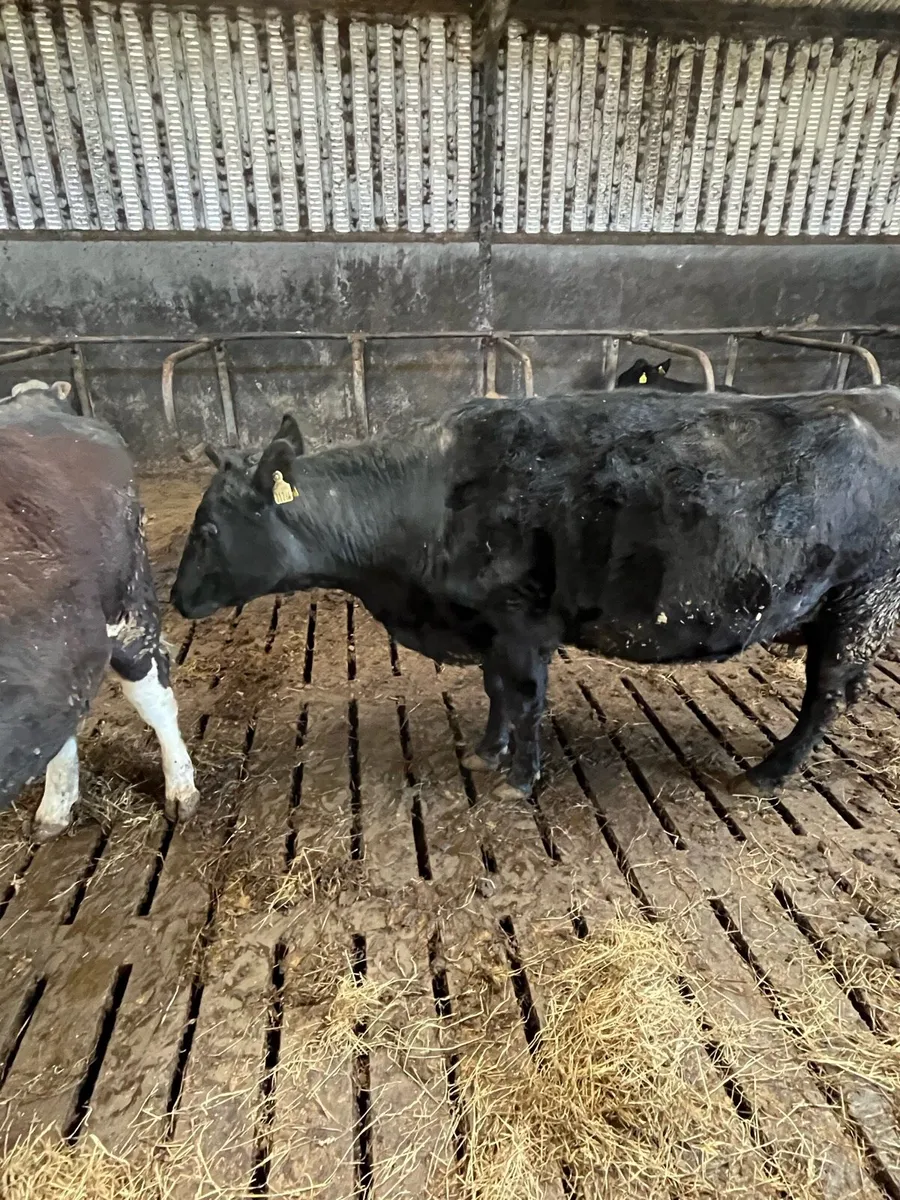 In calf AA heifer - Image 3