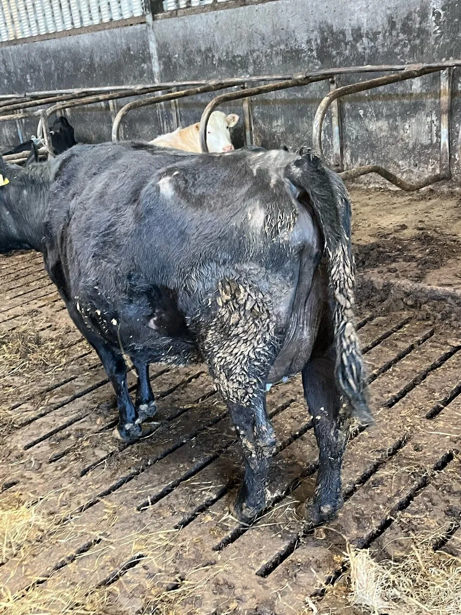 In calf AA heifer - Image 4