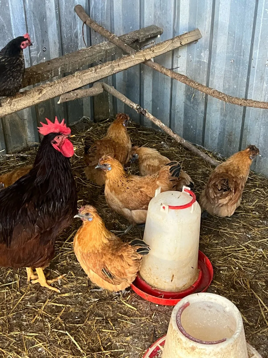 Fertile eggs + poultry - Image 1